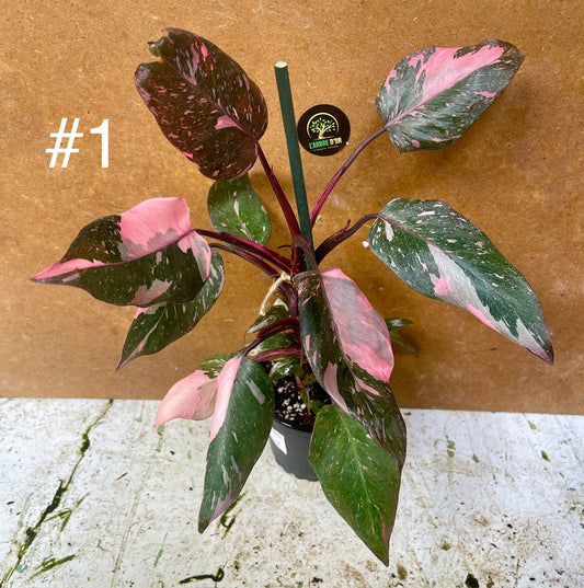 Philodendron pink princess marble