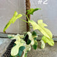 Philodendron bipennifolium variegata sur tuteur NEW