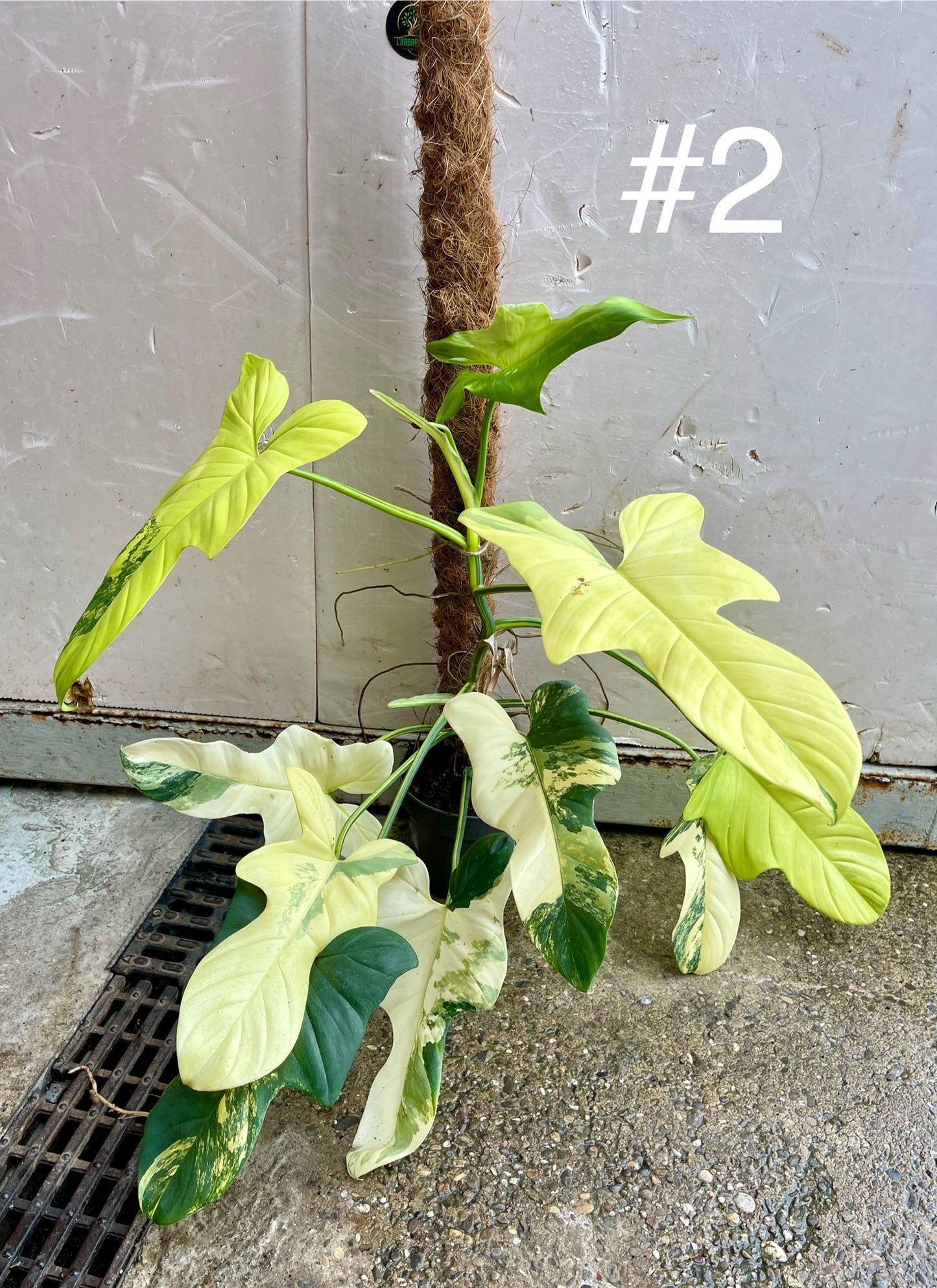 Philodendron bipennifolium variegata sur tuteur NEW