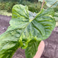 Anthurium balaoanum mutation variegata NEW