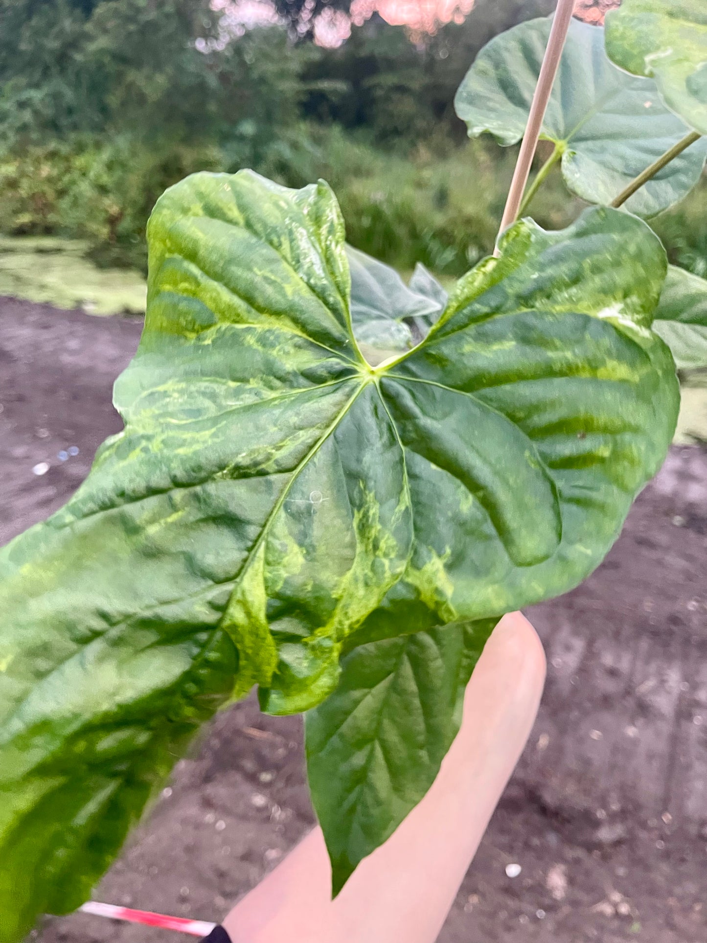 Anthurium balaoanum mutation variegata NEW