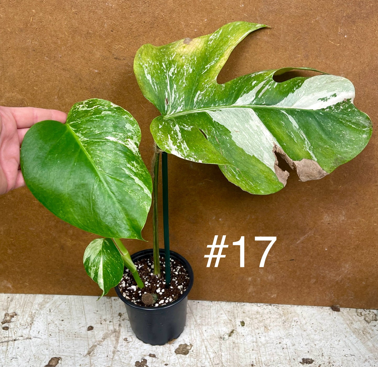 Monstera albo Variegata Boutures racinés en pot