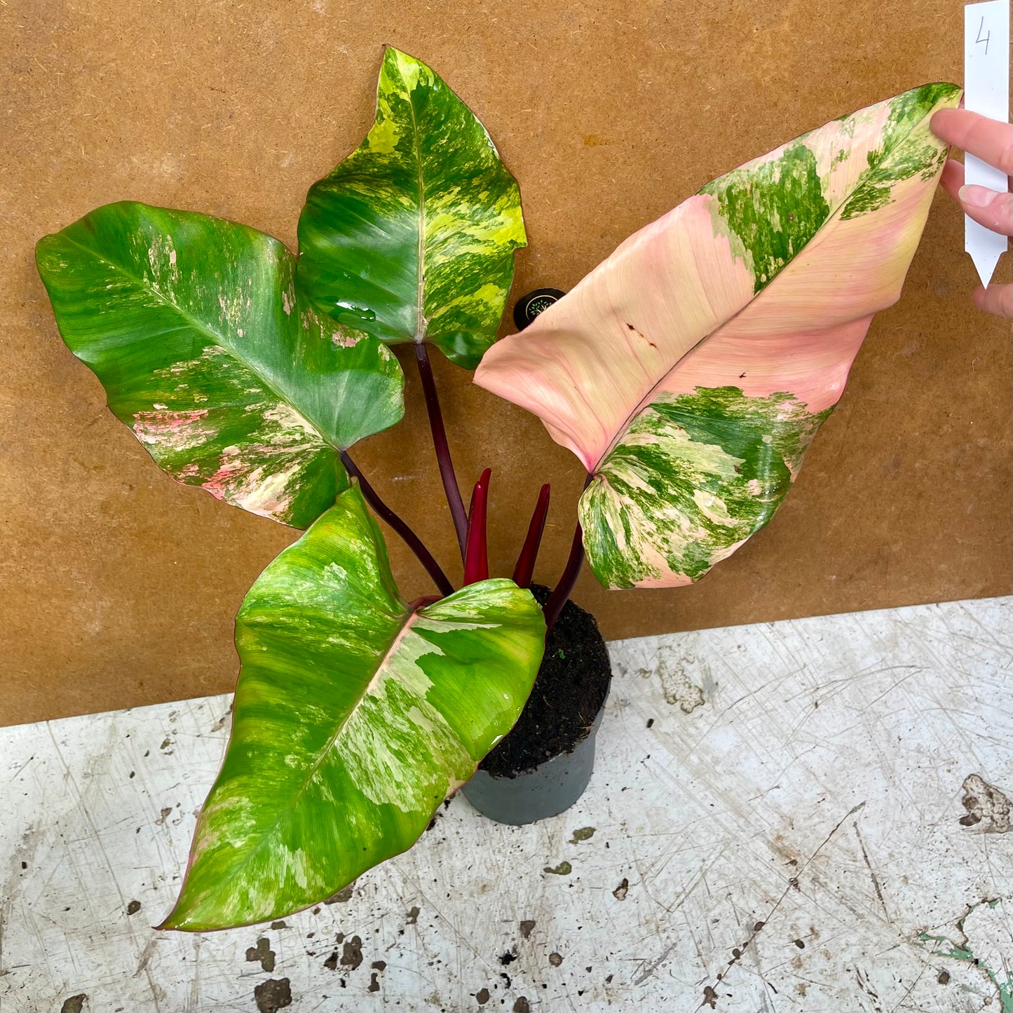 Philodendron strawberry shake L