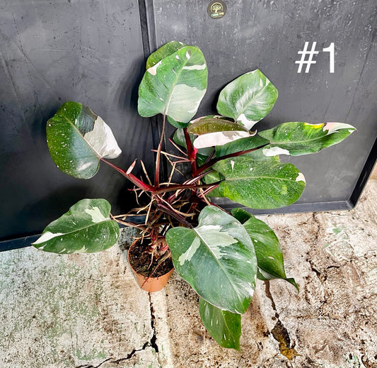 Philodendron red anderson