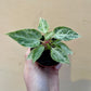 Anthurium silver blush mint baby NEW