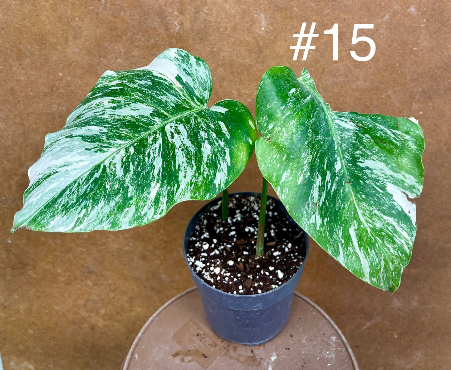 Monstera albo Variegata Boutures racinés en pot