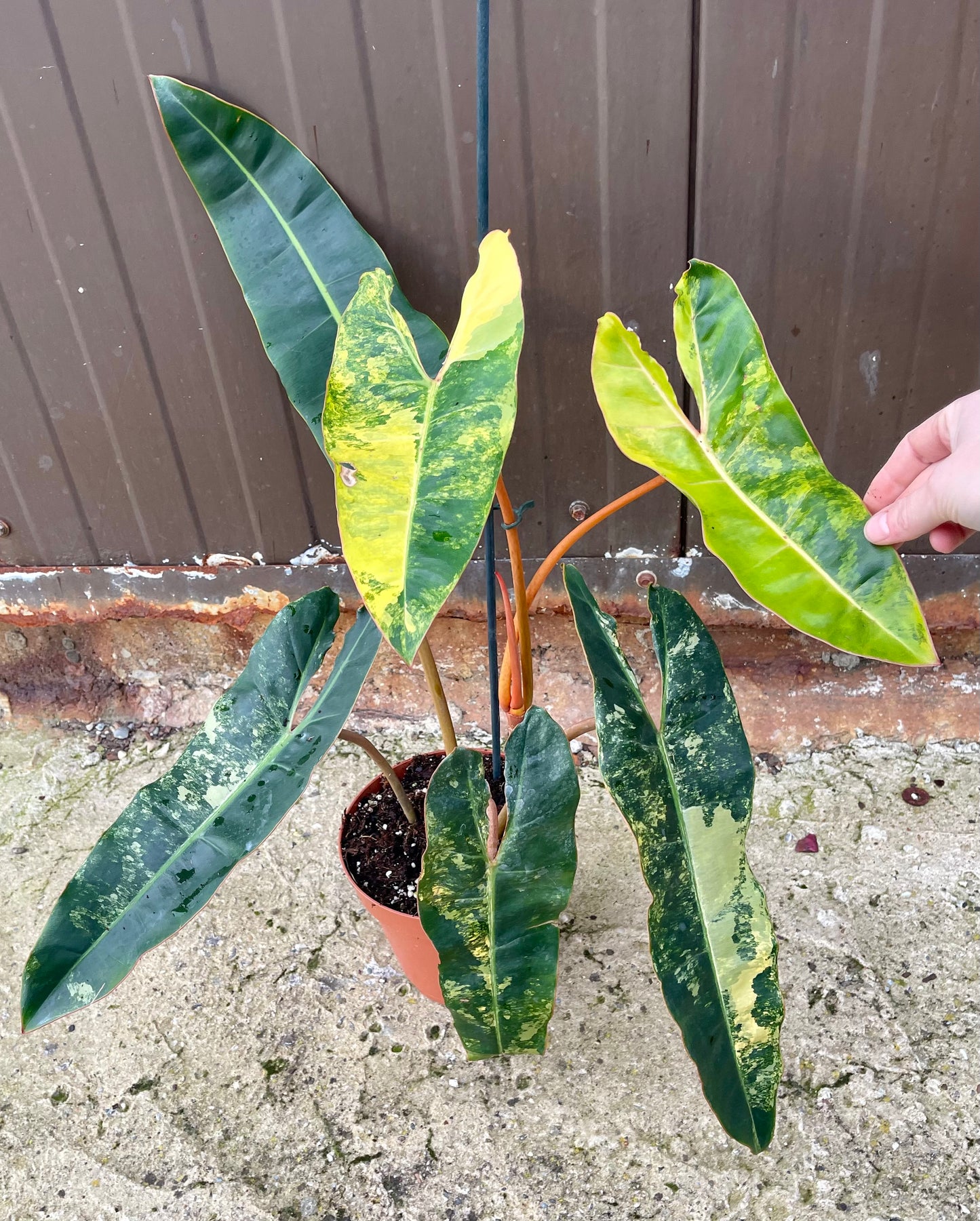 PHILODENDRON BILLIETIEAE VARIEGATA NEW