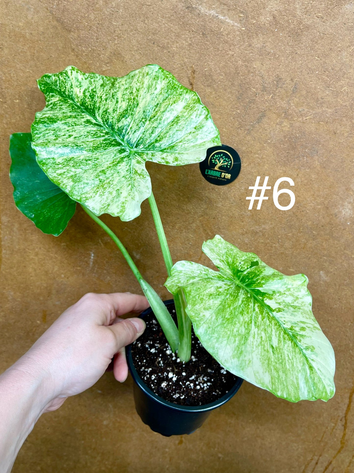 Alocasia gageana albo variegata NEW