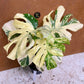 Monstera white snow haute variegation M