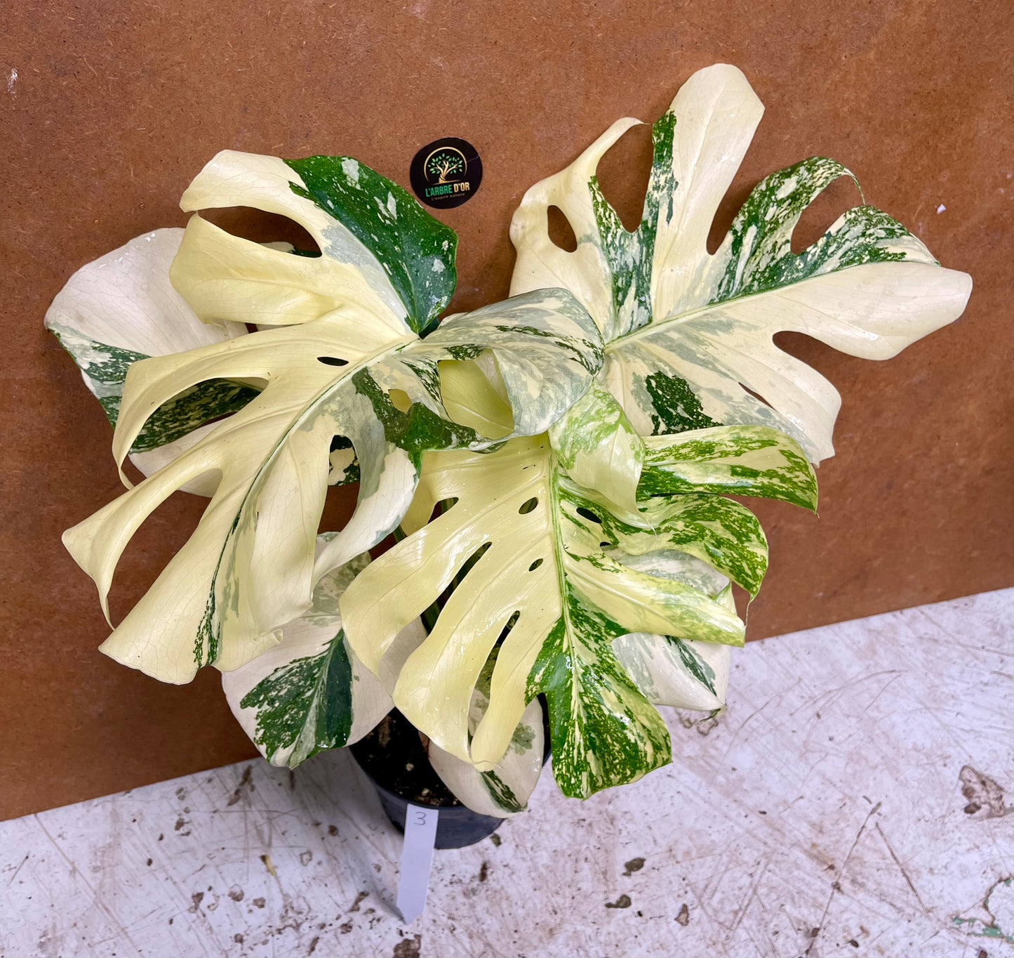 Monstera white snow haute variegation M