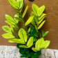 Zamioculcas zamiifolia chameleon NEW