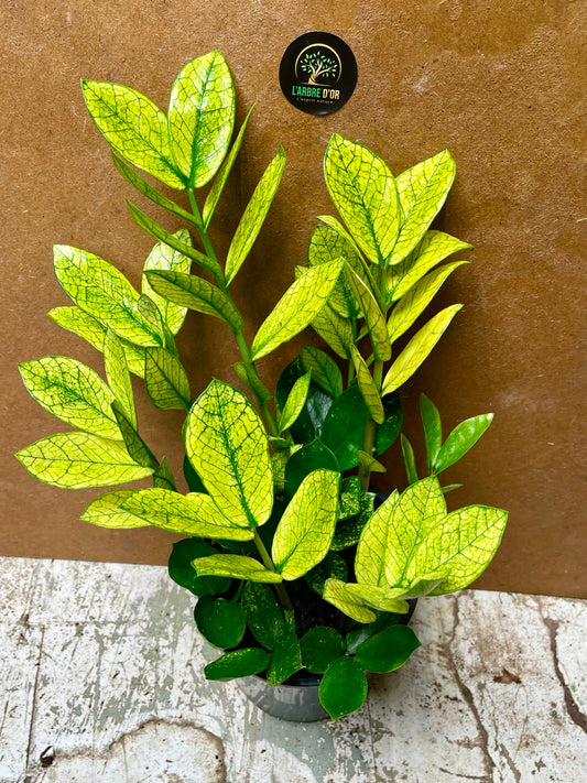 Zamioculcas zamiifolia chameleon NEW