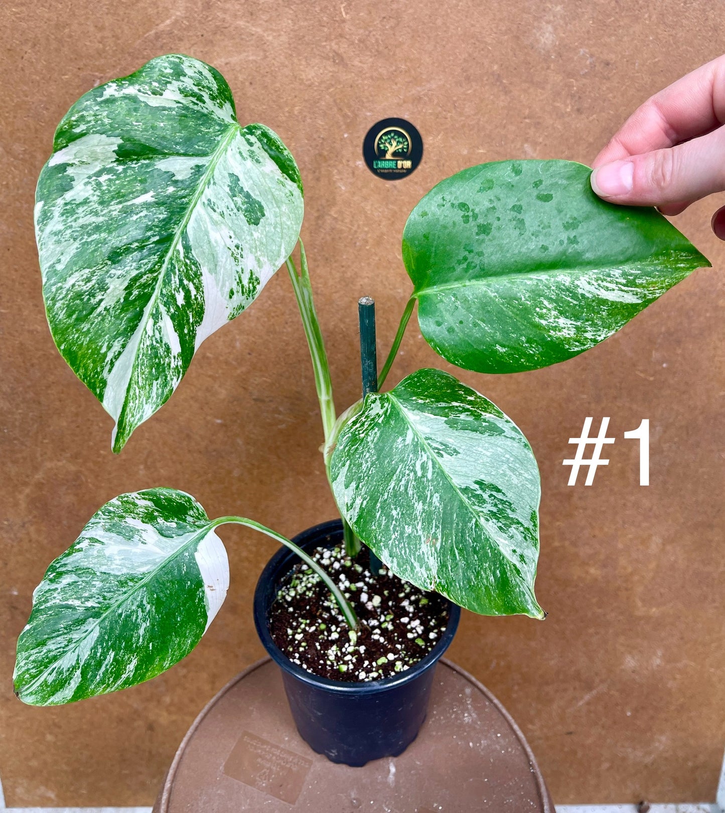 Monstera albo Variegata Boutures racinés en pot