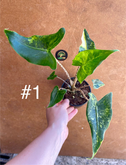 Alocasia siberian Tiger variegata NEW