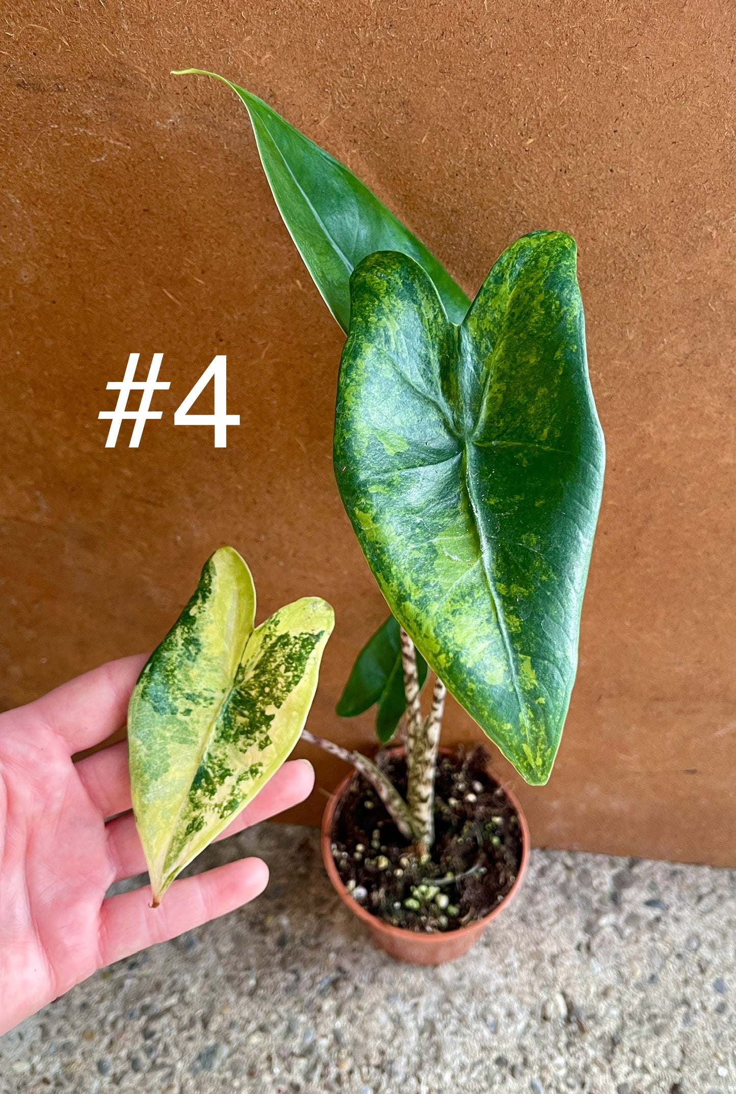 Alocasia Zebrina variegata NEW