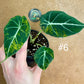 Alocasia black velvet variegata aurea