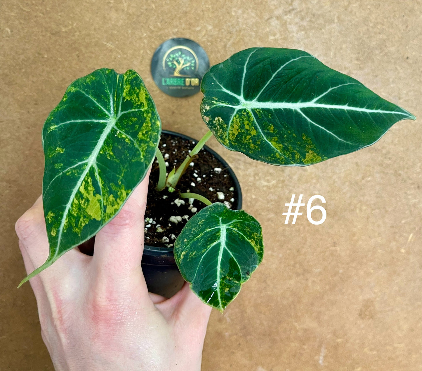 Alocasia black velvet variegata aurea