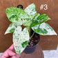 Alocasia macrorrhiza splash variegata taille L