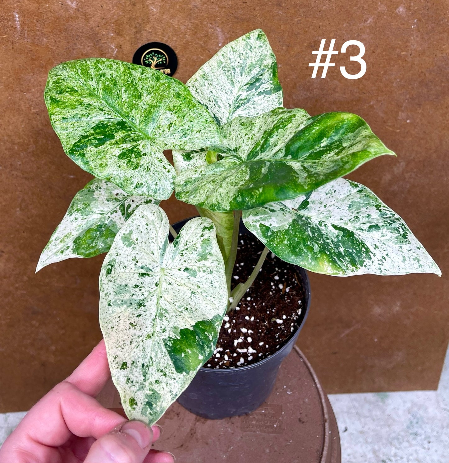 Alocasia macrorrhiza splash variegata taille L