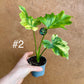 Philodendron selloum variegata S NEW