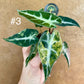 Alocasia bambino aurea variegata NEW