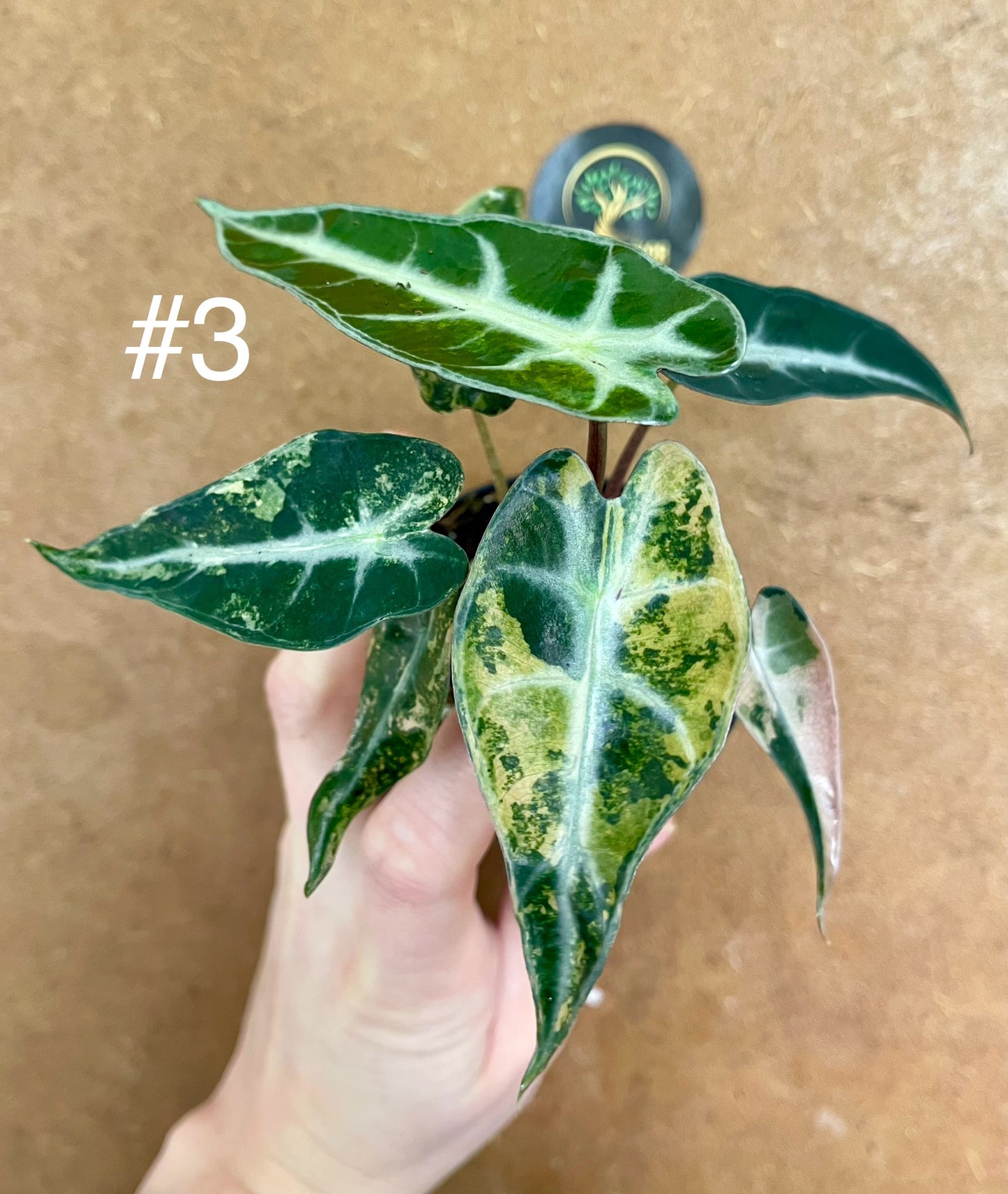 Alocasia bambino aurea variegata NEW