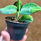 Aglaonema pictum tricolor baby NEW