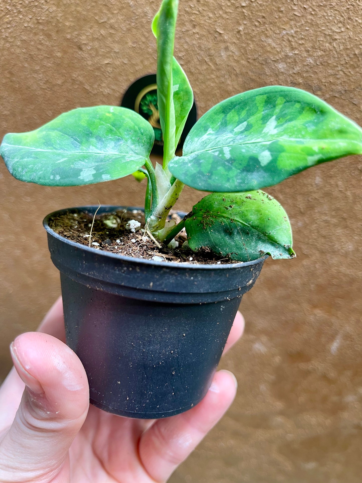 Aglaonema pictum tricolor baby NEW