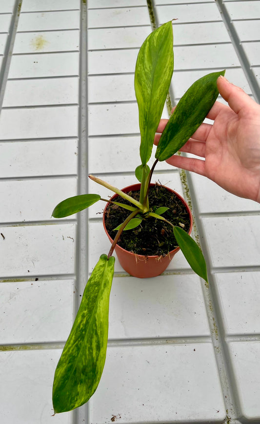 Philodendron joepii variegata NEW