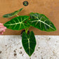 Alocasia Frydek green on green variegata