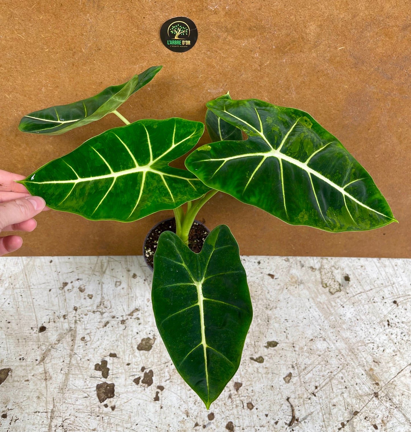 Alocasia Frydek green on green variegata