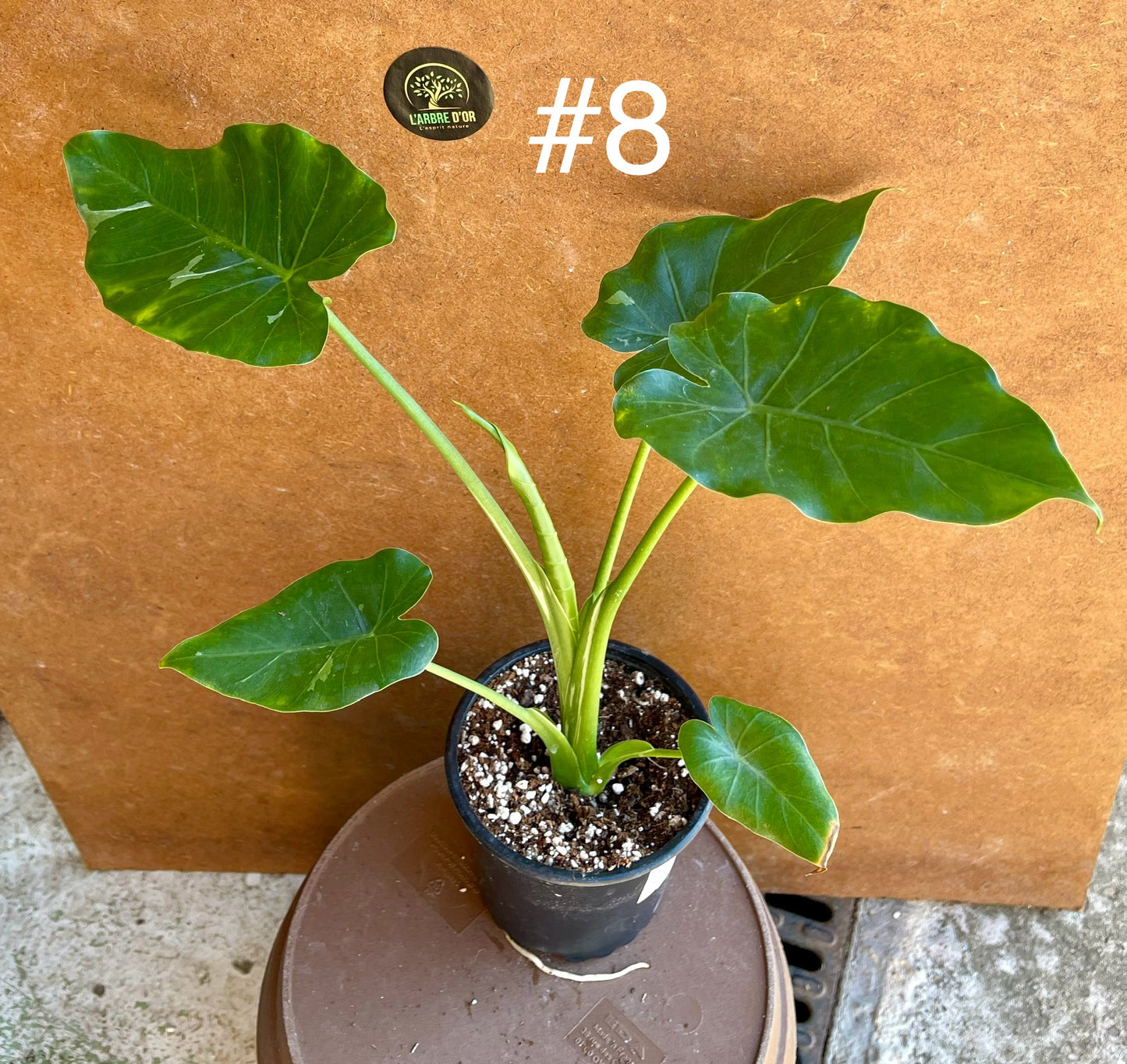 Alocasia okinawa silver / variegata