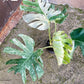 Monstera deliciosa platinum albo