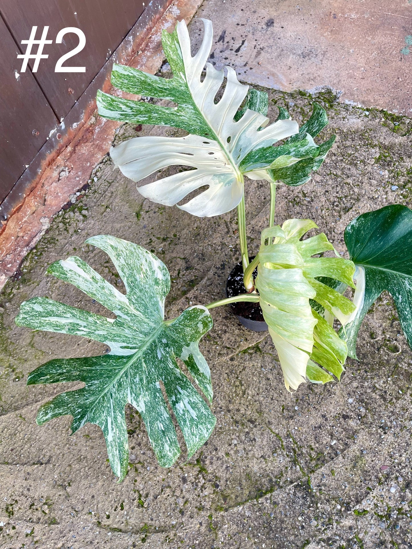 Monstera deliciosa platinum albo