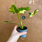 Philodendron selloum variegata S NEW