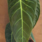 Philodendron melanochrysum XL NEW