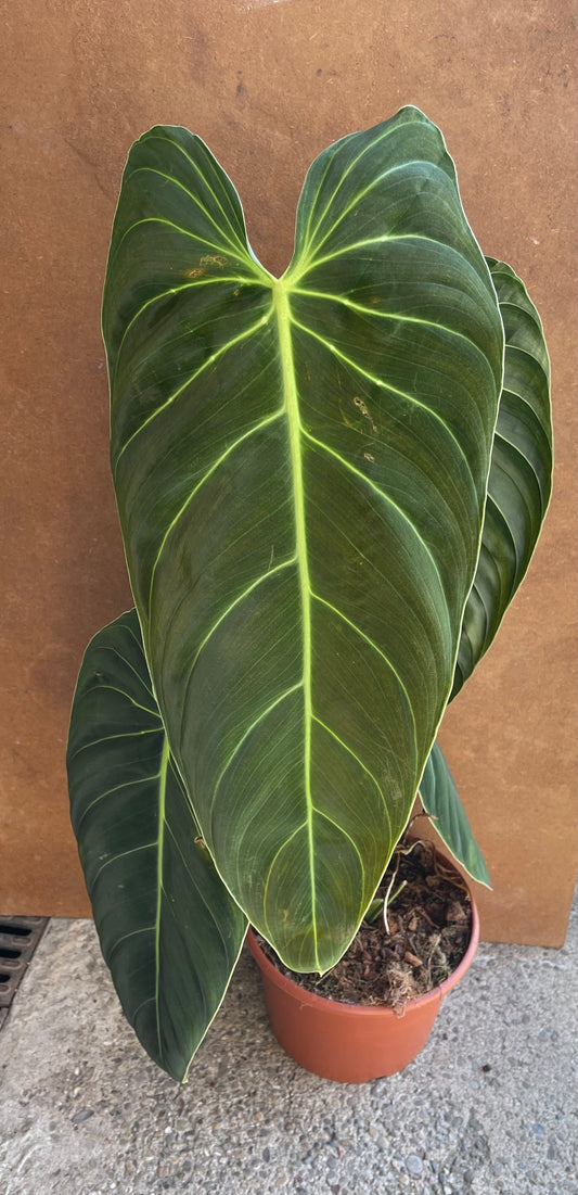 Philodendron melanochrysum XL NEW