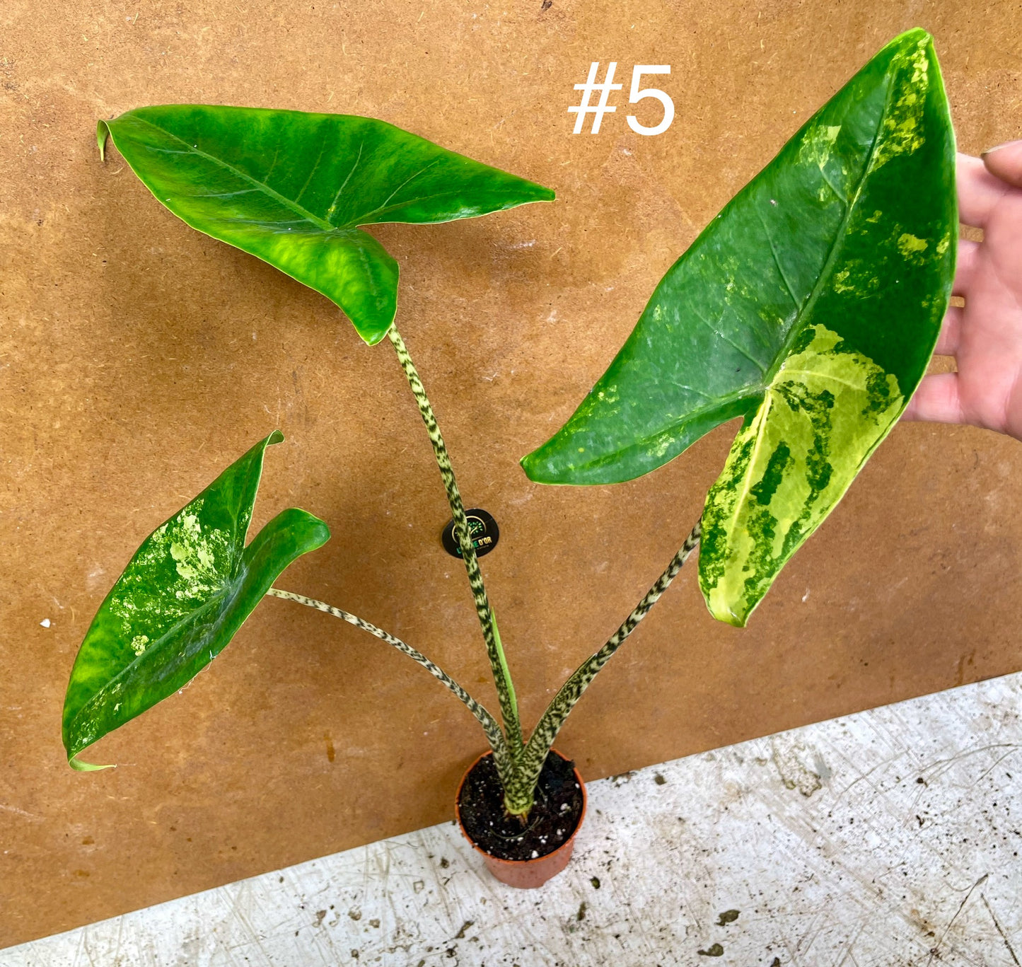 Alocasia Zebrina variegata