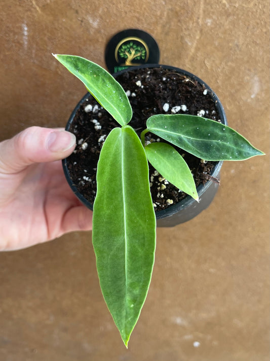 Anthurium warocqueanum baby NEW