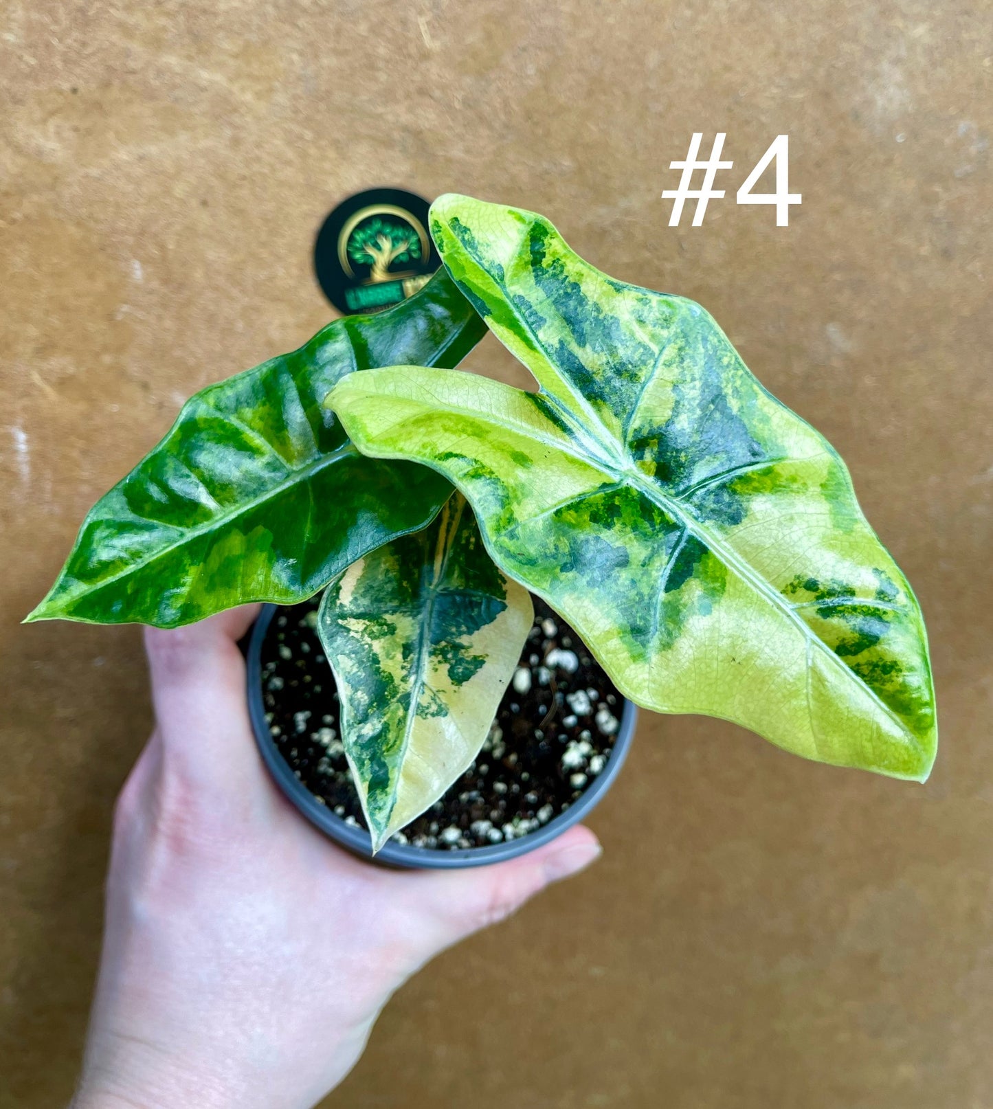 Alocasia pseudo sanderiana variegata NEW