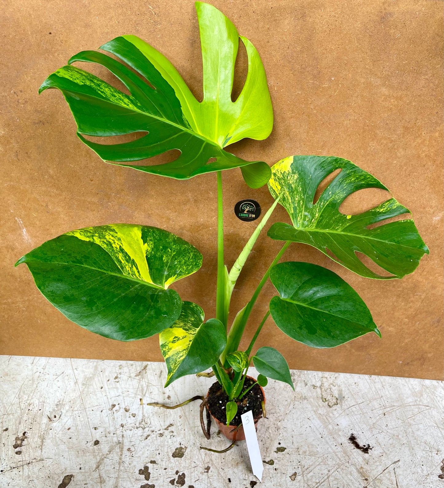 MONSTERA DELICIOSA AUREA BIG FORM NEW