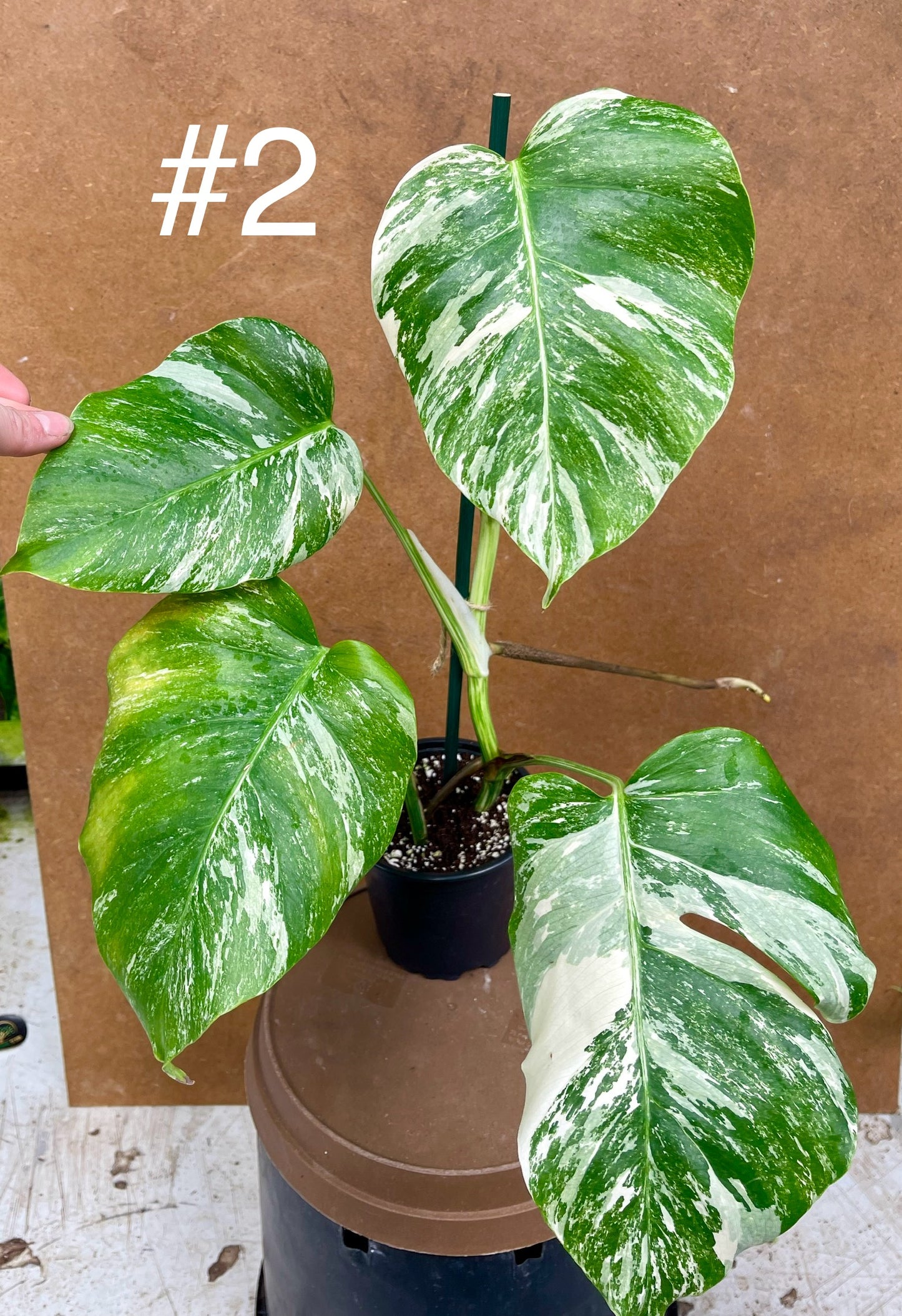 Monstera albo Variegata Boutures racinés en pot