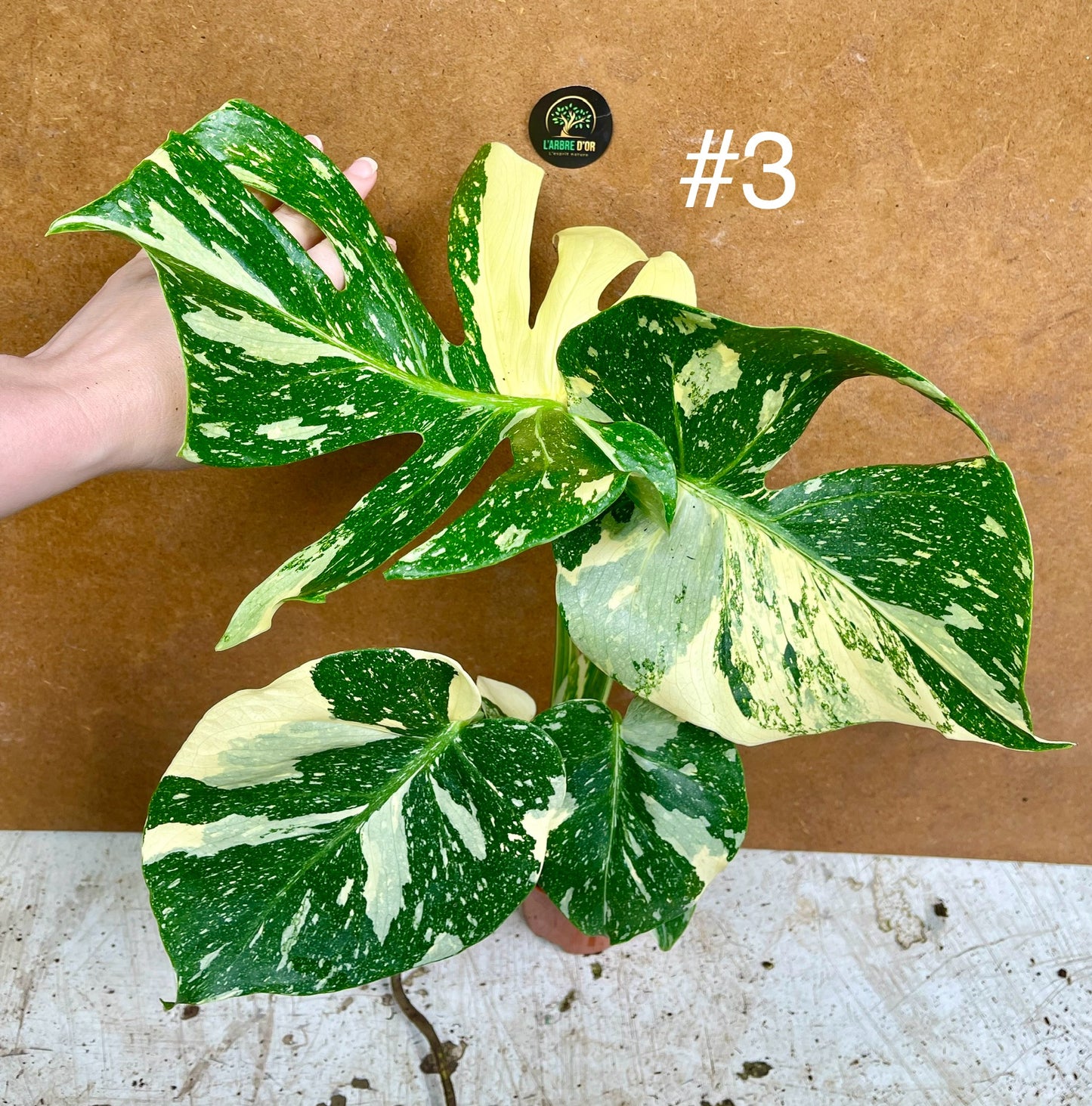 Monstera deliciosa thaï constellation creme brûlée