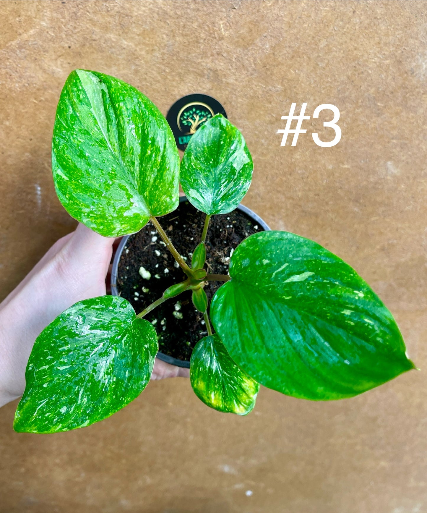 Homalomena rubescens stardust variegata S NEW