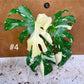 Monstera deliciosa thaï constellation creme brûlée