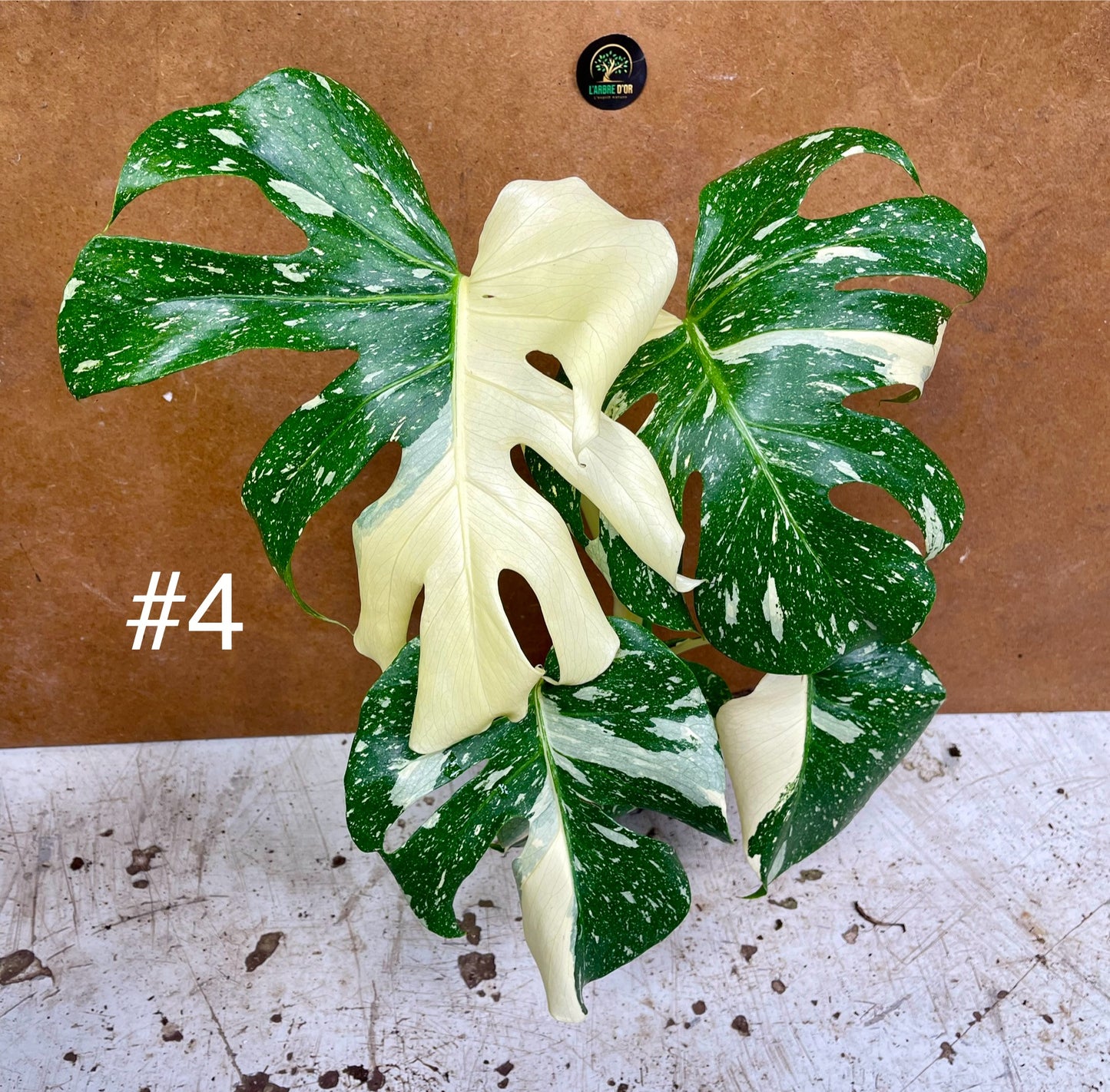 Monstera deliciosa thaï constellation creme brûlée