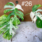 Monstera albo Variegata Boutures racinés en pot