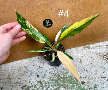 Philodendron caramel marble M NEW