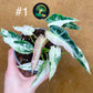 Alocasia green bambino albo variegata NEW