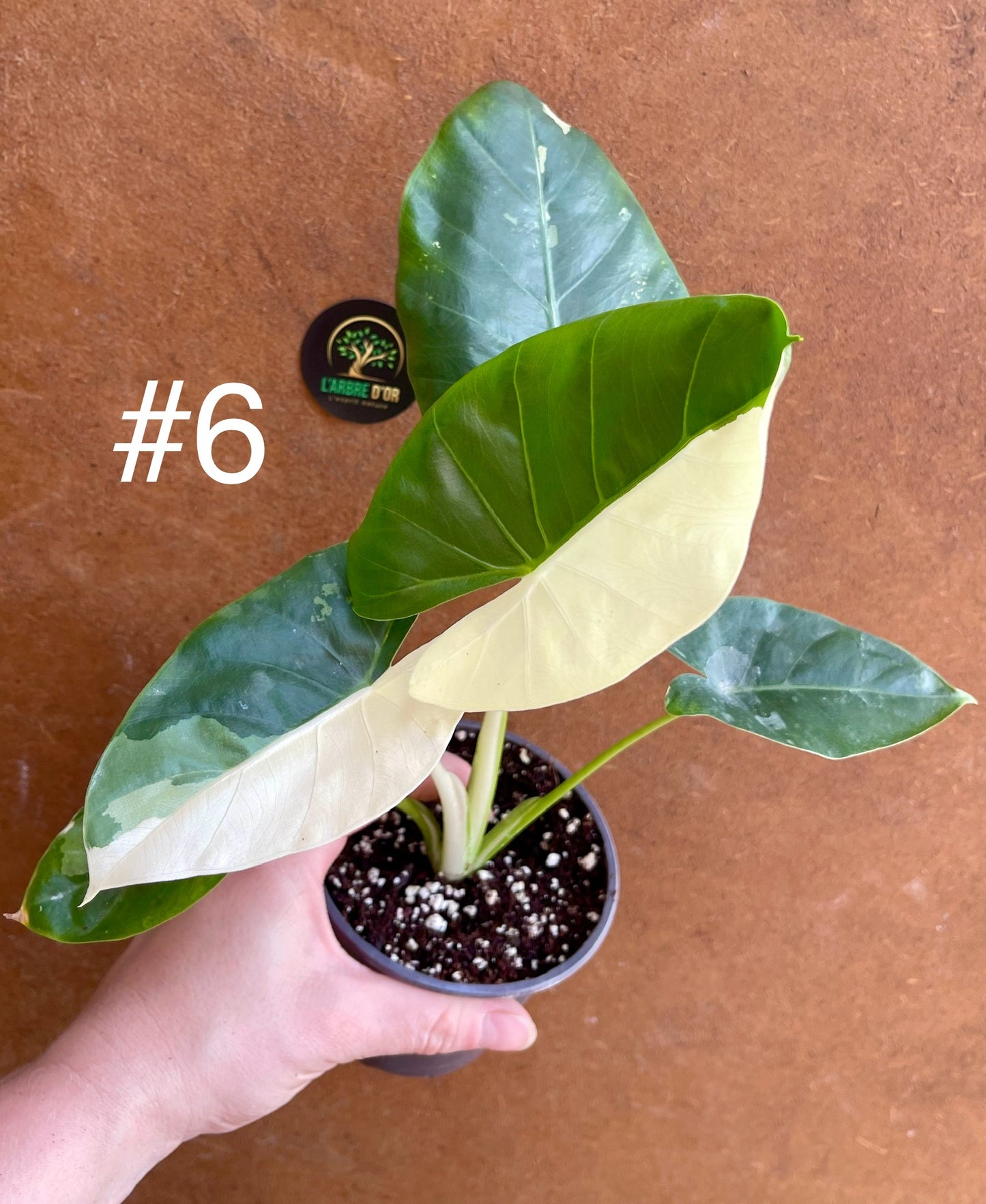 Alocasia macrorrhiza variegata S NEW